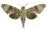  (Acosmeryx miskinoides - USNM ENT 00196084)  @15 [ ] Unspecified (default): All Rights Reserved  Unspecified Unspecified