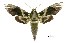  (Daphnis moorei - USNM ENT 00678975)  @15 [ ] Unspecified (default): All Rights Reserved  Unspecified Unspecified