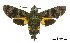  (Macroglossum troglodytus - USNM ENT 00718986)  @14 [ ] Unspecified (default): All Rights Reserved  Unspecified Unspecified