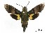  (Macroglossum stigma - USNM ENT 00933984)  @14 [ ] Unspecified (default): All Rights Reserved  Unspecified Unspecified