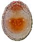  ( - CCDB 38559 D11)  @11 [ ] CreativeCommons - Attribution Share-Alike (2022) Unspecified University of Montenegro, Faculty of Sciences and Mathematics, Department of Biology, Podgorica
