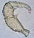  ( - CCDB 38559 D11)  @11 [ ] CreativeCommons - Attribution Share-Alike (2022) Unspecified University of Montenegro, Faculty of Sciences and Mathematics, Department of Biology, Podgorica