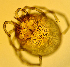  ( - CCDB 38559 D03)  @11 [ ] CreativeCommons - Attribution Share-Alike (2022) Unspecified University of Montenegro, Faculty of Sciences and Mathematics, Department of Biology, Podgorica