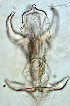  ( - CCDB38233 F01)  @11 [ ] CreativeCommons - Attribution Share-Alike (2022) Unspecified University of Montenegro, Faculty of Sciences and Mathematics, Department of Biology, Podgorica