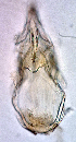  ( - CCDB 38559 F01)  @11 [ ] CreativeCommons - Attribution Share-Alike (2022) Unspecified University of Montenegro, Faculty of Sciences and Mathematics, Department of Biology, Podgorica