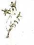  ( - OM1239)  @11 [ ] No Rights Reserved  Unspecified Unspecified