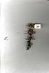  (Euphorbia clavigera - OM1269)  @11 [ ] No Rights Reserved  Unspecified Unspecified