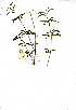  (Justicia cf. protracta - OM0525)  @11 [ ] No Rights Reserved  Unspecified Unspecified