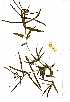  (Asclepias meliodora - OM0589)  @11 [ ] No Rights Reserved  Unspecified Unspecified