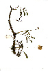  ( - RBN172)  @11 [ ] No Rights Reserved  Unspecified Unspecified