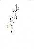  (Striga cf. junodii - RBN247)  @11 [ ] No Rights Reserved  Unspecified Unspecified