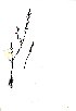  (Striga gesnerioides - RBN310)  @11 [ ] No Rights Reserved  Unspecified Unspecified