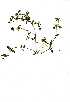  (Leucas glabrata - RL1195)  @11 [ ] No Rights Reserved  Unspecified Unspecified