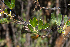  (Polylepis - UNASAM-HDS-141)  @11 [ ] CreativeCommons  Attribution Non-Commercial  (by-nc) (2019) Unspecified Universidad Nacional Santiago Antunez de Mayolo