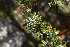  (Polylepis sericea - UNASAM-HDS-142)  @11 [ ] CreativeCommons  Attribution Non-Commercial  (by-nc) (2019) Unspecified Universidad Nacional Santiago Antunez de Mayolo