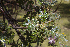  (Polylepis weberbaueri - UNASAM-HDS-143)  @11 [ ] CreativeCommons  Attribution Non-Commercial  (by-nc) (2019) Unspecified Universidad Nacional Santiago Antunez de Mayolo