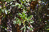  (Polylepis racemosa - UNASAM-HDS-144)  @11 [ ] CreativeCommons  Attribution Non-Commercial  (by-nc) (2019) Unspecified Universidad Nacional Santiago Antunez de Mayolo