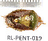  ( - RL-PENT-019)  @11 [ ] Copyright (2020) Roland Lupoli Unspecified