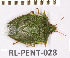  ( - RL-PENT-028)  @11 [ ] Copyright (2020) Roland Lupoli Unspecified