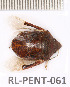  (Diolcus variegatus - RL-PENT-061)  @11 [ ] Copyright (2020) Roland Lupoli Unspecified