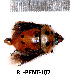  (Augocoris illustris - RL-PENT-107)  @11 [ ] Creative common (2022) Rodolphe Rougerie Museum national d'Histoire naturelle, Paris