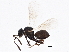  ( - BIOUG02518-A11)  @12 [ ] CreativeCommons - Attribution (2013) CBG Photography Group Centre for Biodiversity Genomics