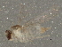  ( - BIOUG02665-F02)  @12 [ ] CreativeCommons - Attribution (2013) CBG Photography Group Centre for Biodiversity Genomics