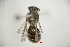  (Lasioglossum primavera - CP16028)  @11 [ ] by-nc (2019) Unspecified China Agricultural University