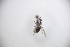  (Lasioglossum vulsum - CP16055)  @11 [ ] by-nc (2019) Unspecified China Agricultural University