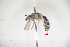  (Lasioglossum nipponicola - CP16059)  @11 [ ] by-nc (2019) Unspecified China Agricultural University