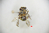  (Osmia mongolica - CP16073)  @11 [ ] by-nc (2019) Unspecified China Agricultural University
