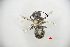  (Osmia satoi - CP16075)  @11 [ ] by-nc (2019) Unspecified China Agricultural University