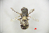  (Osmia excavata - CP16079)  @11 [ ] by-nc (2019) Unspecified China Agricultural University
