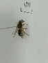  (Osmia jacoti - X_BJCP04)  @11 [ ] bync (2019) Unspecified Beijing Academy of Agricultural and Forestry Sciences