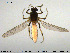  (Bezzia sp. 8ES - HED-Cer197)  @13 [ ] Creative Commons  Attribution Non-Commercial Share-Alike (2017) NTNU University Museum, Department of Natural History NTNU University Museum, Department of Natural History