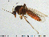  (Palpomyia serripes - HED-Cer248)  @11 [ ] Creative Commons  Attribution Non-Commercial Share-Alike (2017) NTNU University Museum, Department of Natural History NTNU University Museum, Department of Natural History