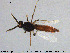  (Bezzia sp. 6ES - HED-Cer31)  @11 [ ] Creative Commons  Attribution Non-Commercial Share-Alike (2017) NTNU University Museum, Department of Natural History NTNU University Museum, Department of Natural History