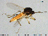  (Palpomyia rufipes - HED-Cer316)  @11 [ ] Creative Commons  Attribution Non-Commercial Share-Alike (2017) NTNU University Museum, Department of Natural History NTNU University Museum, Department of Natural History