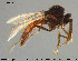  (Bezzia nigritula - HED-Cer44)  @11 [ ] Creative Commons  Attribution Non-Commercial Share-Alike (2017) NTNU University Museum, Department of Natural History NTNU University Museum, Department of Natural History