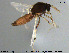  (Bezzia bicolor - HED-Cer46)  @11 [ ] Creative Commons  Attribution Non-Commercial Share-Alike (2017) NTNU University Museum, Department of Natural History NTNU University Museum, Department of Natural History
