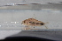  (Corydoras habrosus - JHL2019002)  @11 [ ] CreativeCommons - Attribution Share-Alike (2019) Unspecified University of Colorado, Boulder