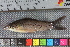  (Dianema - JHL2019005)  @11 [ ] CreativeCommons - Attribution Non-Commercial (2019) Unspecified University of Colorado, Boulder