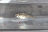  (Hemigrammus ocellifer - JHL2019014)  @11 [ ] CreativeCommons - Attribution Non-Commercial (2019) Unspecified University of Colorado, Boulder