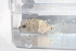  (Cincelichthys - JHL2019015)  @11 [ ] CreativeCommons - Attribution Non-Commercial (2019) Unspecified University of Colorado, Boulder