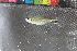  (Hemigrammus hyanuary - JHL2020003)  @11 [ ] CreativeCommons - Attribution Share-Alike (2020) Unspecified University of Colorado, Boulder