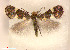  ( - RMNH.INS.24262)  @14 [ ] CreativeCommons - Attribution Non-Commercial Share-Alike (2013) Erik J. van Nieukerken Naturalis, Biodiversity Center