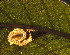  ( - RMNH.INS.29890)  @11 [ ] CreativeCommons - Attribution Non-Commercial Share-Alike  Erik J. van Nieukerken-Nauturalis Unspecified