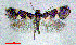  ( - RMNH.INS.24622)  @12 [ ] CreativeCommons - Attribution Non-Commercial Share-Alike  Erik J. van Nieukerken-Nauturalis Unspecified