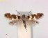  ( - RMNH.INS.25194)  @11 [ ] CreativeCommons  Attribution Non-Commercial Share-Alike (2020) Erik J. van Nieukerken-Naturalis Naturalis Biodiversity Center