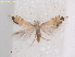  ( - RMNH.INS.25434)  @11 [ ] CreativeCommons  Attribution (by) (2022) Erik J. van Nieukerken-Naturalis Naturalis Biodiversity Center